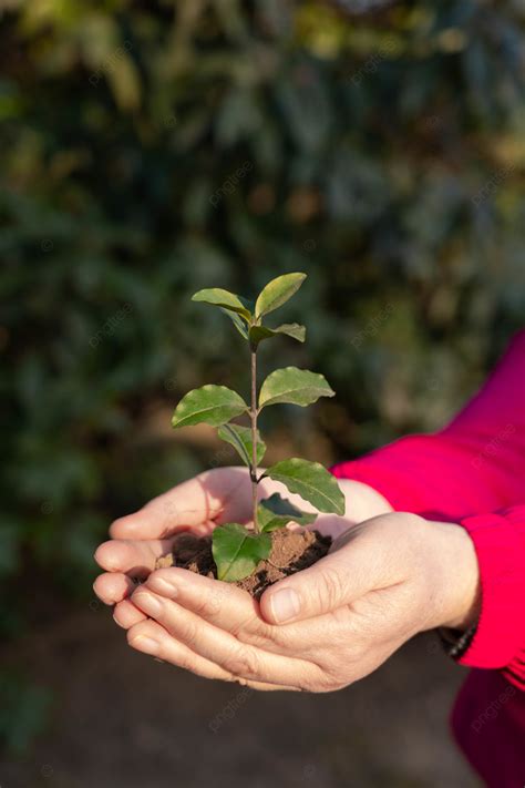 Fondo Fotografía De Plantación De árboles Al Aire Libre De árboles Jóvenes Del Día Del Árbol Con