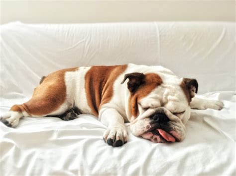 15 Lazy Dog Breeds — Low-Energy Dogs You'll Love - Parade Pets