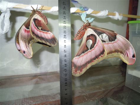 Любовь и бабочки | Пикабу