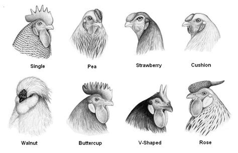 Image - Comb types.jpg - Chicken Wiki