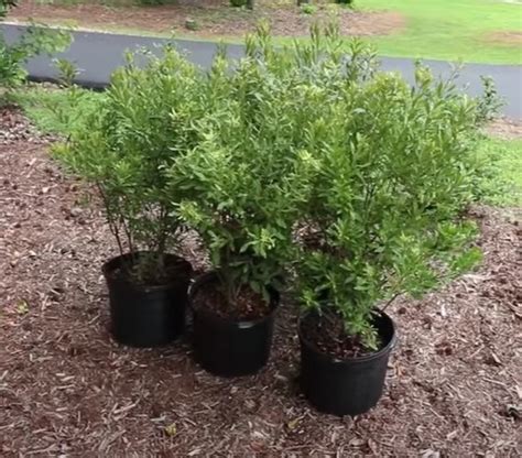 Dons Dwarf Wax Myrtle For Sale Online Shrubs And Trees Depot