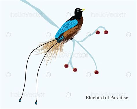 Blue bird of paradise illustration - Download Graphics & Vectors