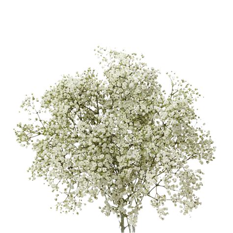 Babys Breath Flower PNG Transparent Images