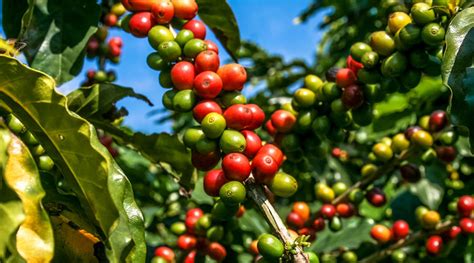 Café orgânico um café sustentável Sabor à Vida Gastronomia