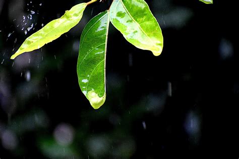 70+ Free Rain Falling & Rain Images - Pixabay