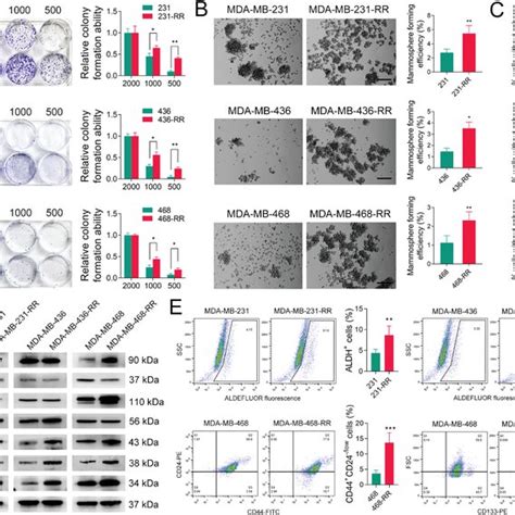 The Enhanced Stemlike Property Is Found In Radioresistant Tnbc Cells