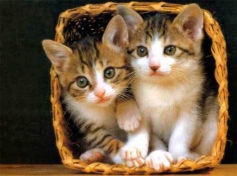 Pretty Kittens In Yard Kittens Wallpaper 13937784 Fanpop