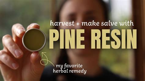 How To Harvest Pine Resin And Make An Anti Microbial Salve Youtube