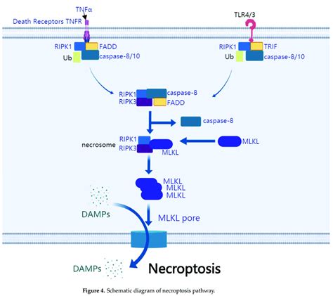 Schematic Diagram Of Necroptosis Pathway Tnfr And Tlr Are Necroptosis Download Scientific