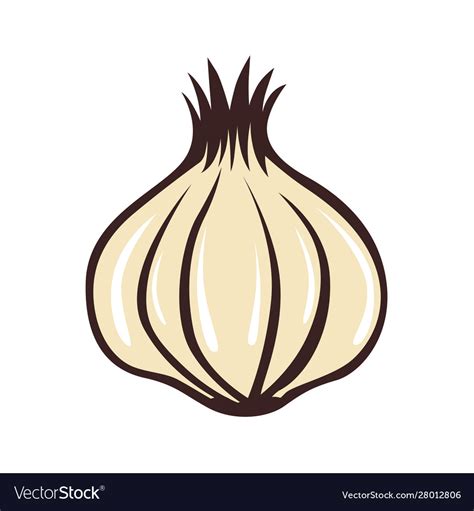 Garlic Royalty Free Vector Image Vectorstock