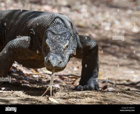 Faccia Del Drago Di Komodo Immagini E Fotografie Stock Ad Alta