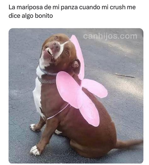 La Mariposa De Mi Panza Cuando Mi Crush Me Dice Algo Bonito Memes