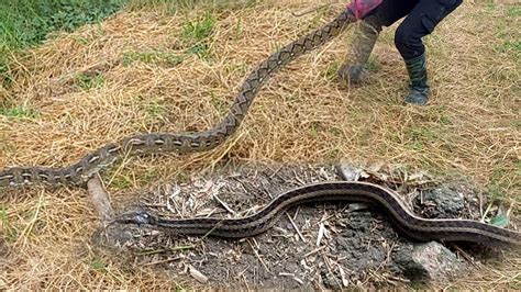 AGRESIBONG SAWA AT KEEL BACK SNAKE SA LUGAR NI ENGINEER JTG Kamandag