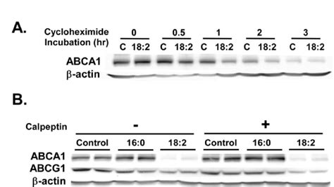 Inhibition of calpain protease did not reverse the repressive effect of ...