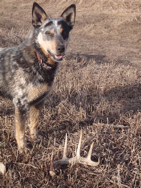 Shed Hunting Photograph By James Peterson