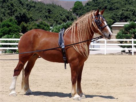 馬の豆知識 馬の種類（重種）｜みんなの乗馬