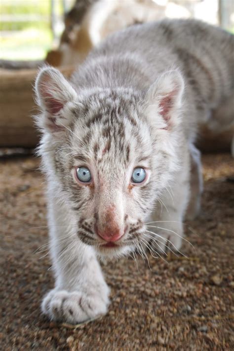 Zoo Babies! New Baby Animals Born in the Zoo - Monthly Updates ...