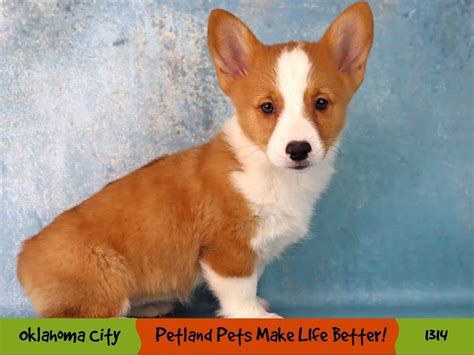 Pembroke Welsh Corgi Puppy Red White Id1314 Located At Petland