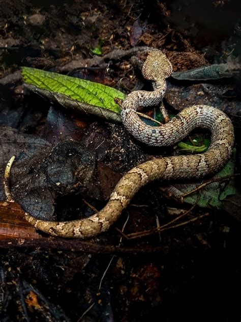 What Snakes Tell About the Health of Coffee Forests – Beforest ...