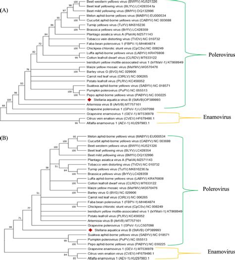 Maximum Likelihood Phylogenetic Analysis Of Stavb Members Of The Genus