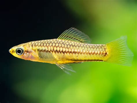 Xiphophorus Pygmaeus Zwergschwertträger Bei Zoobox Online Kaufen Zoobox