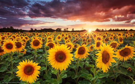 Paisajes De Girasoles