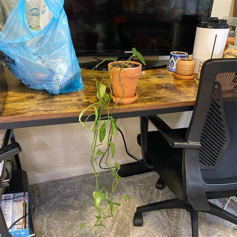 🐛 What To Do About Bugs on My Skeleton Key Pothos?