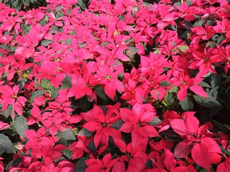 Hoy es día de las Nochebuenas la flor Decembrina