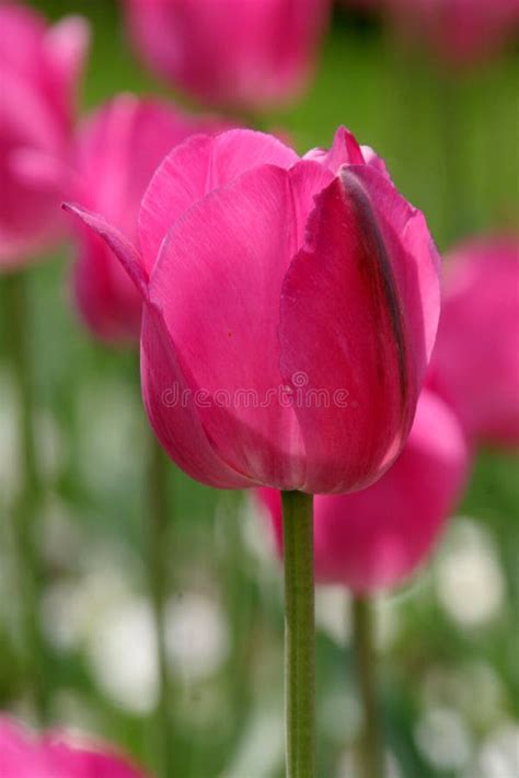 Pink Tulip Stock Image Image Of Pretty Close Bright 750715