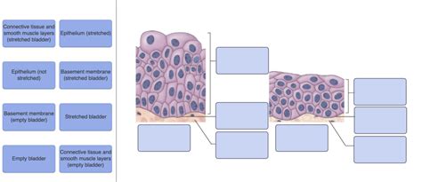 Drag The Labels Onto The Diagram To Identify Structures Associated With