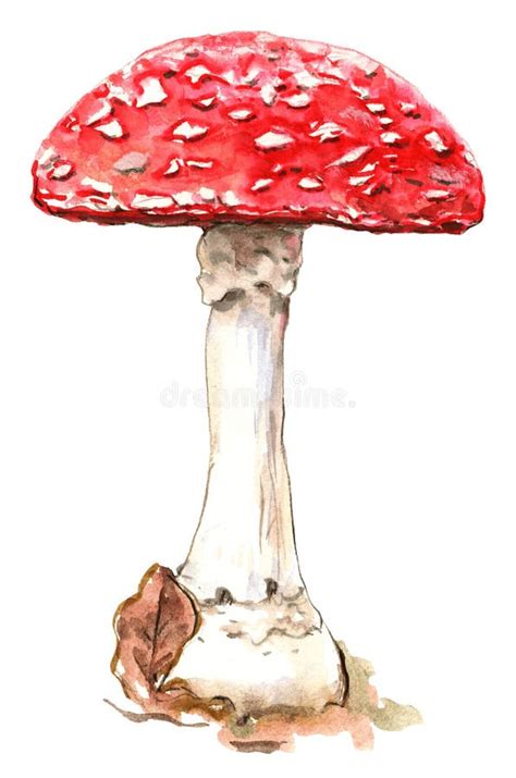 Fly Agaric Amanita Muscaria Red Mushroom Illustration Stock