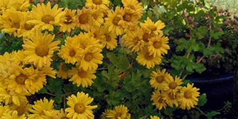 Mums – Yellow – Sunnyvale-Garden