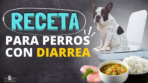 Cual Es Un Buen Remedio Casero Para La Diarrea Del Perro