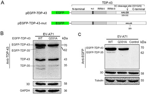 TAR DNA Binding Protein 43 Is Cleaved By The Protease 3C Of Enterovirus A71