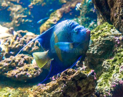 Fotografia Tropikalna Ryba Na Rafie Koralowa Zdj Cie Stock Obraz