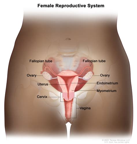 Figure Anatomy Of The Female Reproductive System PDQ Cancer