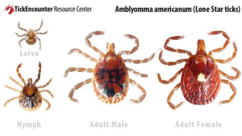 Tick Borne Disease In Dogs Dr Danowitz New Jersey Veterinary Blog