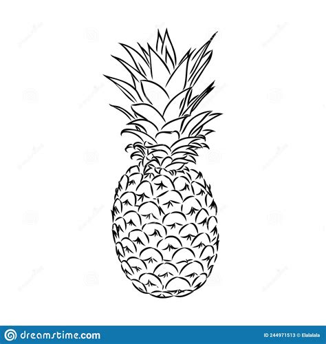 Image Of Pineapple Fruit Vector Black And White Illustration Stock Vector Illustration Of