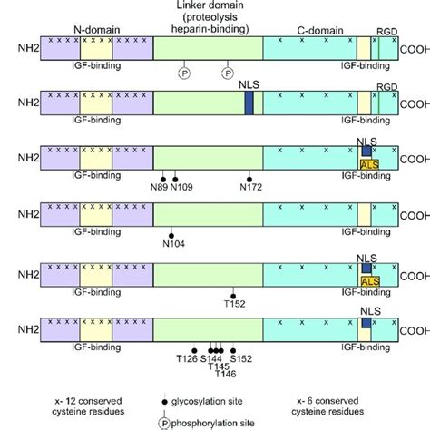 Igf 1 Gene Structure And Igf 1 Isoforms The Igf 1 Gene Has Six Exons Download Scientific