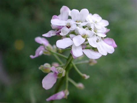 Wirtualny Atlas Ro Lin Ubiorek Wiecznie Zielony Iberis Sempervirens