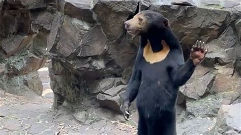 Chinese zoo denies its sun bears are people in costume | CNN - Daily ...