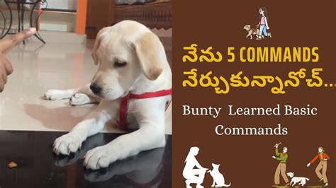 Bunty Labrador Puppy Learned Basic Commands నన 5 Commands