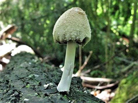 Навозник домашний (Coprinellus domesticus) фото и описание