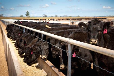 Ceres Ag Adopts Innovative Pasture Based Feedlot Model Beef Central