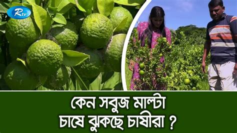 সবুজ মাল্টা চাষে ঝুঁকছে চাষীরা Malta Cultivation Rtv Krishi Youtube