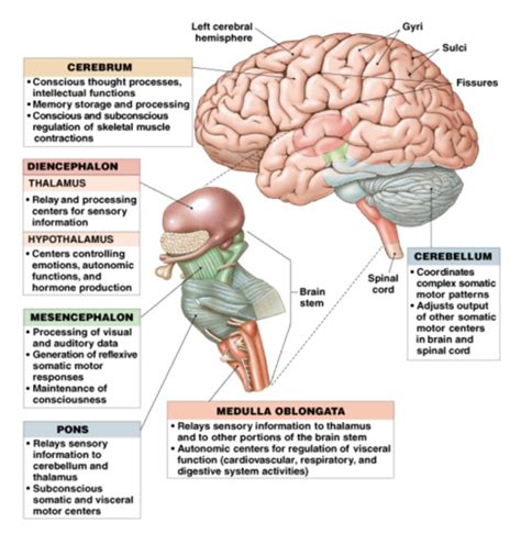 Brainstem Function And Location