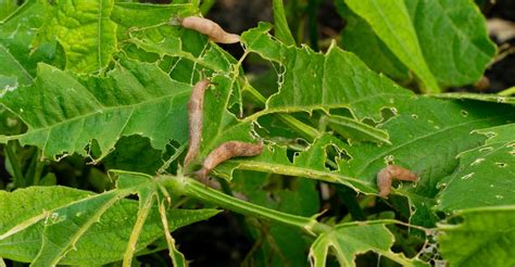 How to Get Rid of Slugs in the Garden