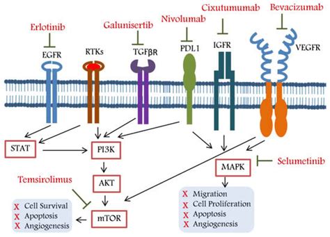 Current Oncology Free Full Text Potential Molecular Targeted