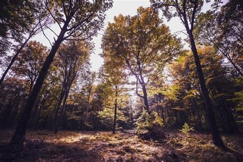 Rezerwat Przyrody Las Murckowski Dziennik Zachodni