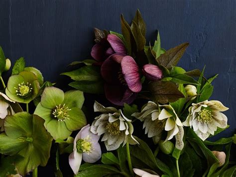 Hellebores: How to Grow & Care for Hellebore Flowers | Garden Design